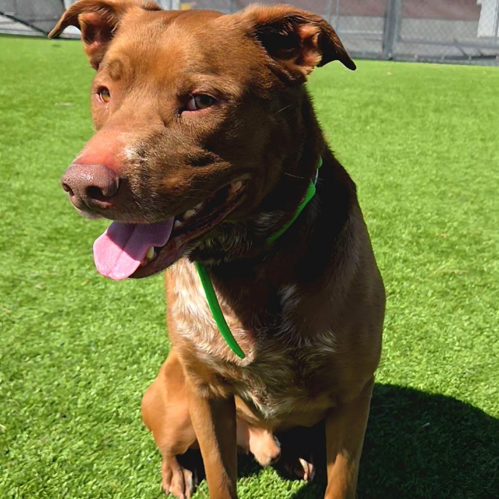 Enlarge Enzo, a Adoptable mixed breed in Idaho Falls, ID image 5/6