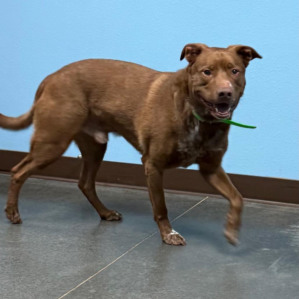 Enlarge Enzo, a Adoptable mixed breed in Idaho Falls, ID image 6/6