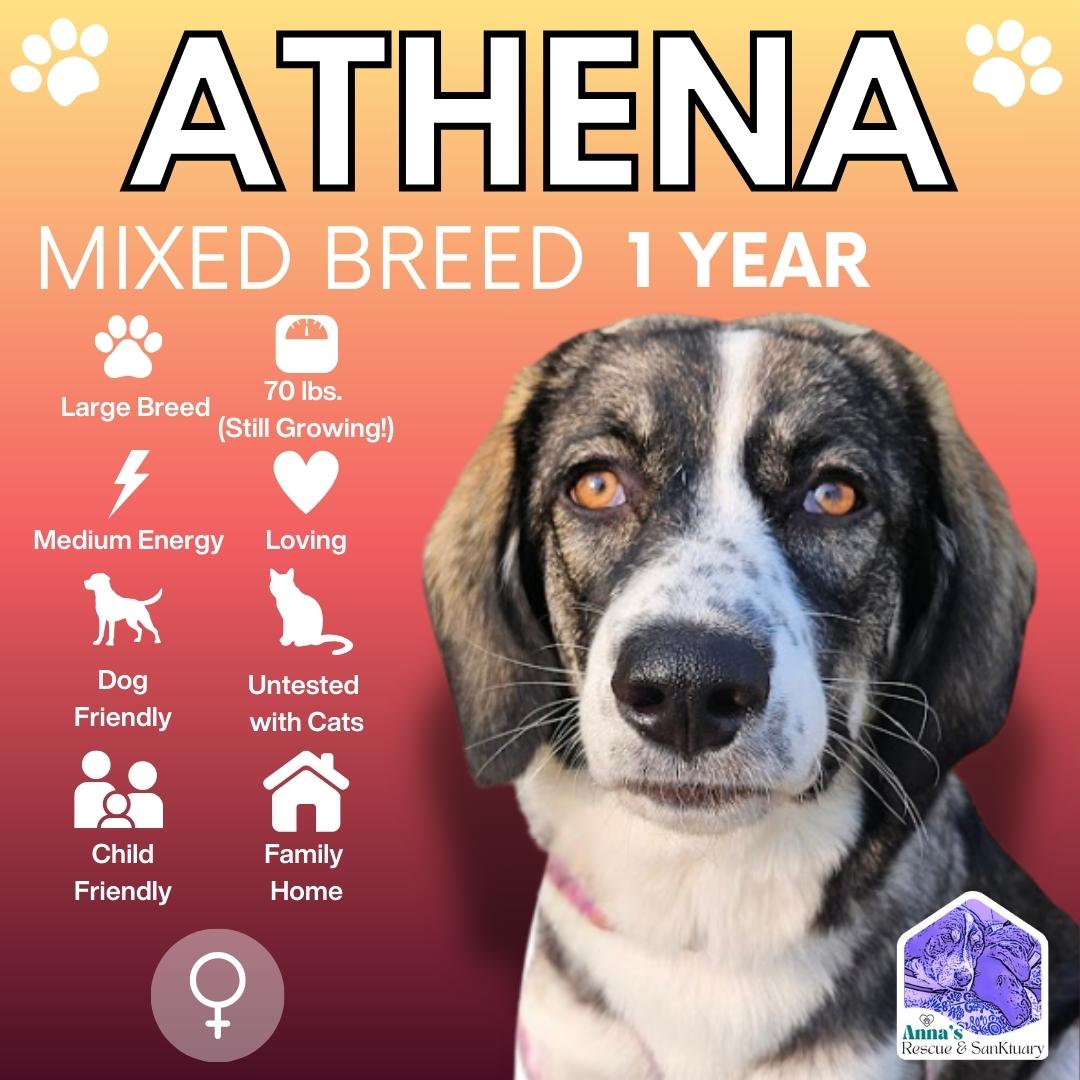 Enlarge Athena, a Adoptable mixed breed in Aurora, ON image 1/6