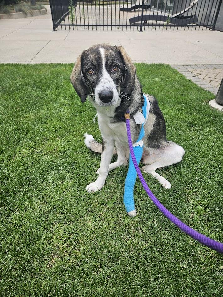 Athena, an adoptable Mixed Breed, Great Pyrenees in Aurora, ON, L4G 1M9 | Photo Image 3
