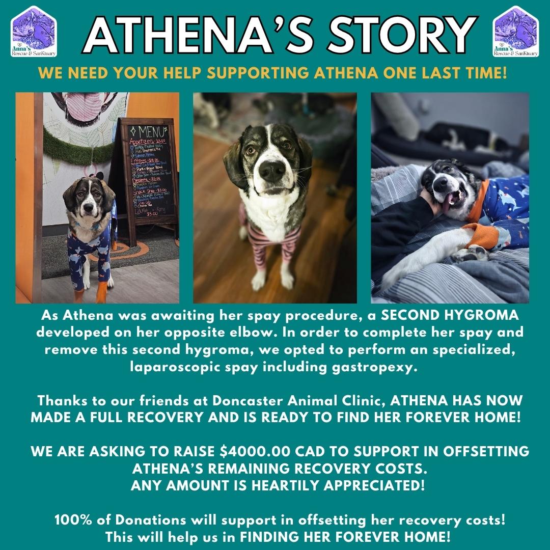 Enlarge Athena, an adoptable mixed breed in Aurora, ON image 4/6