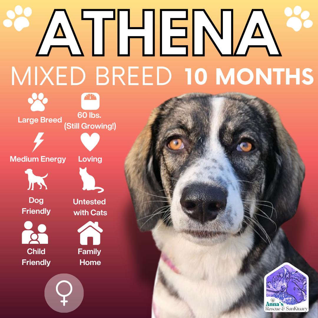 Athena, a Adoptable mixed breed image 1/5
