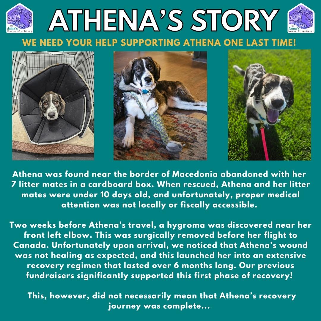 Enlarge Athena, an adoptable mixed breed in Aurora, ON image 3/6