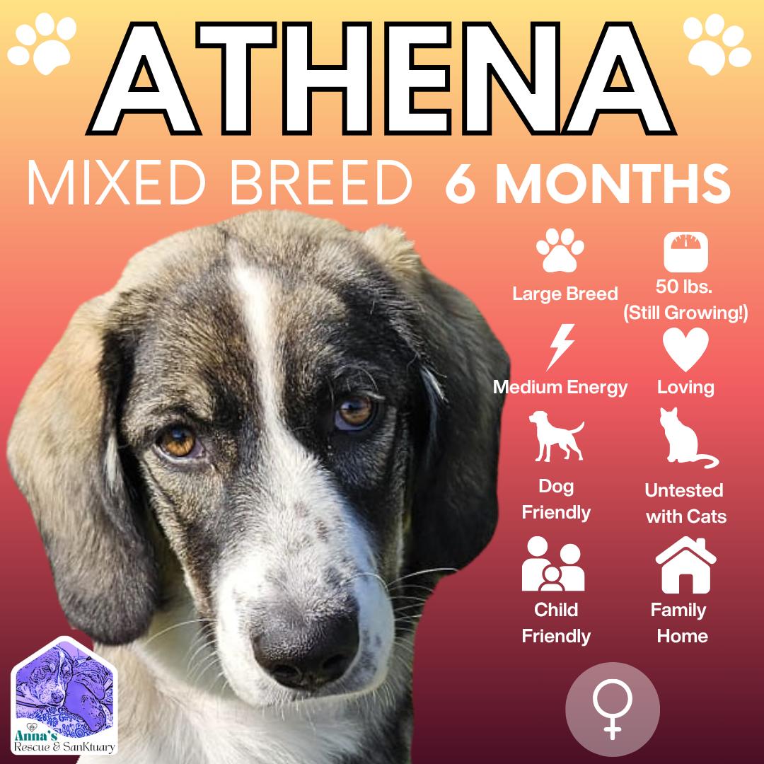 Athena, an adoptable Mixed Breed, Great Pyrenees in Aurora, ON, L4G 1M9 | Photo Image 1
