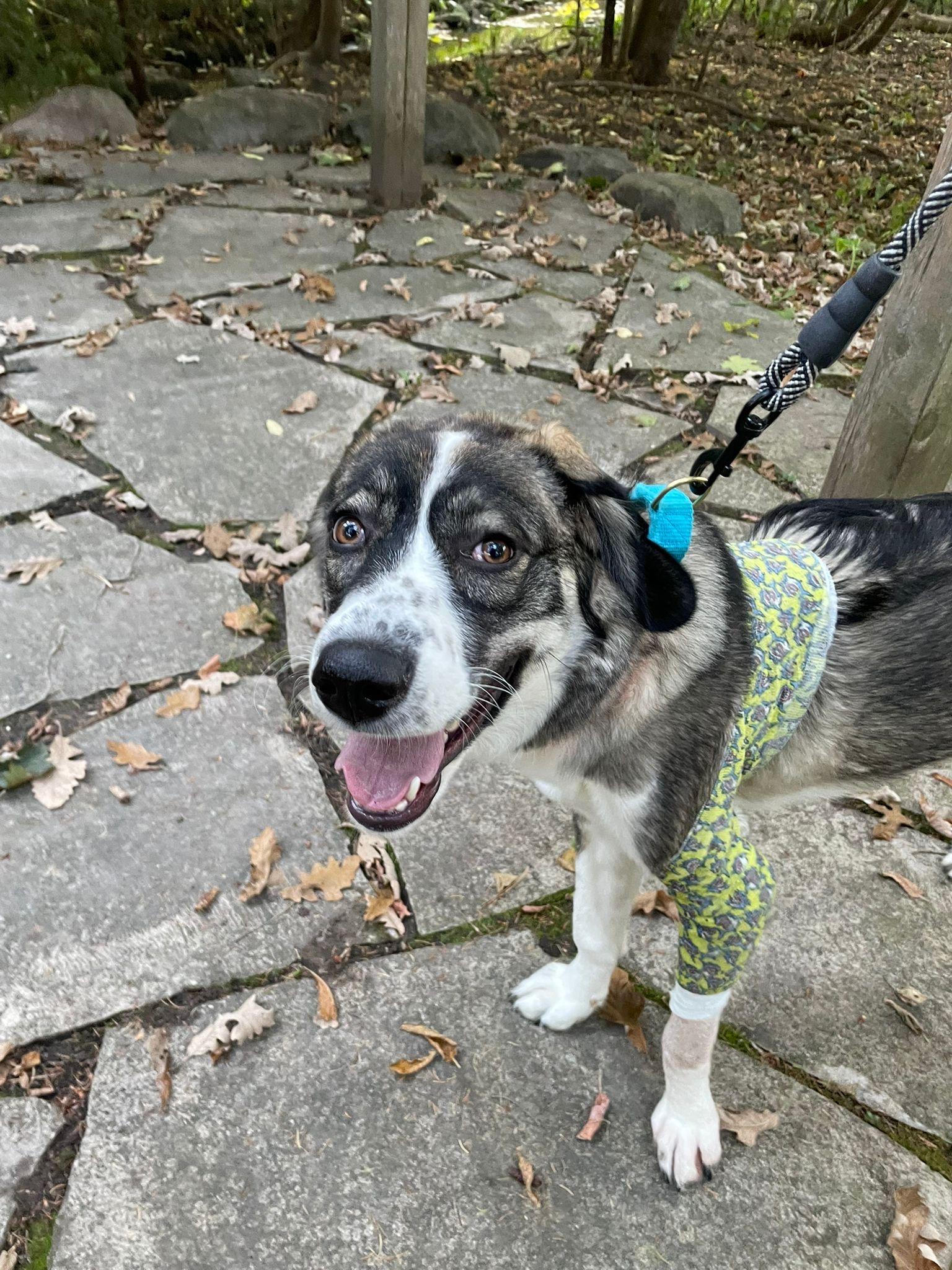 Enlarge Athena, a Adoptable mixed breed in Aurora, ON image 5/6