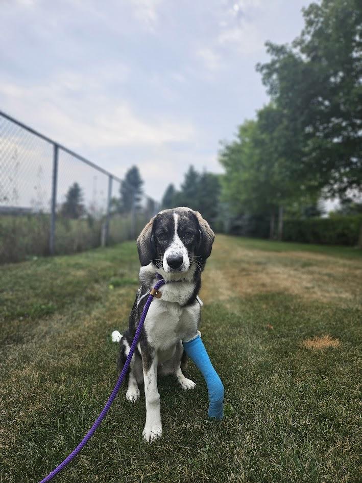 Athena, Adoptable, Young Female Mixed Breed & Anatolian Shepherd.