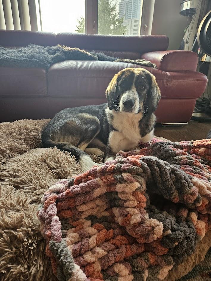 Athena, a Adoptable mixed breed image 5/5