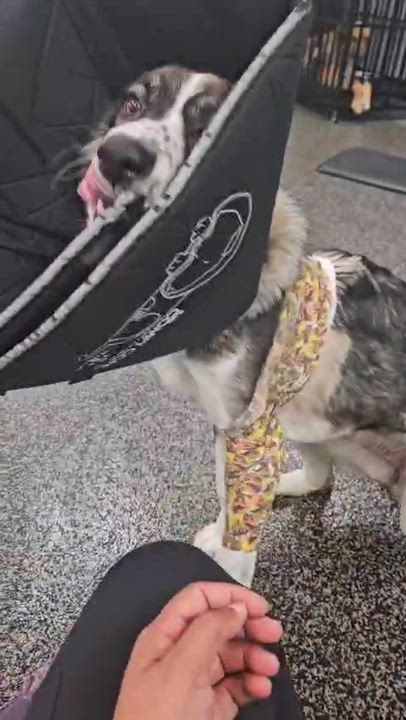 Enlarge Athena, a Adoptable mixed breed video 2/5