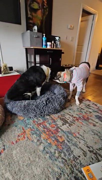 Enlarge Athena, a Adoptable mixed breed in Aurora, ON video 4/6