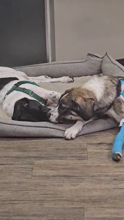 Enlarge Athena, a Adoptable mixed breed in Aurora, ON video 6/6