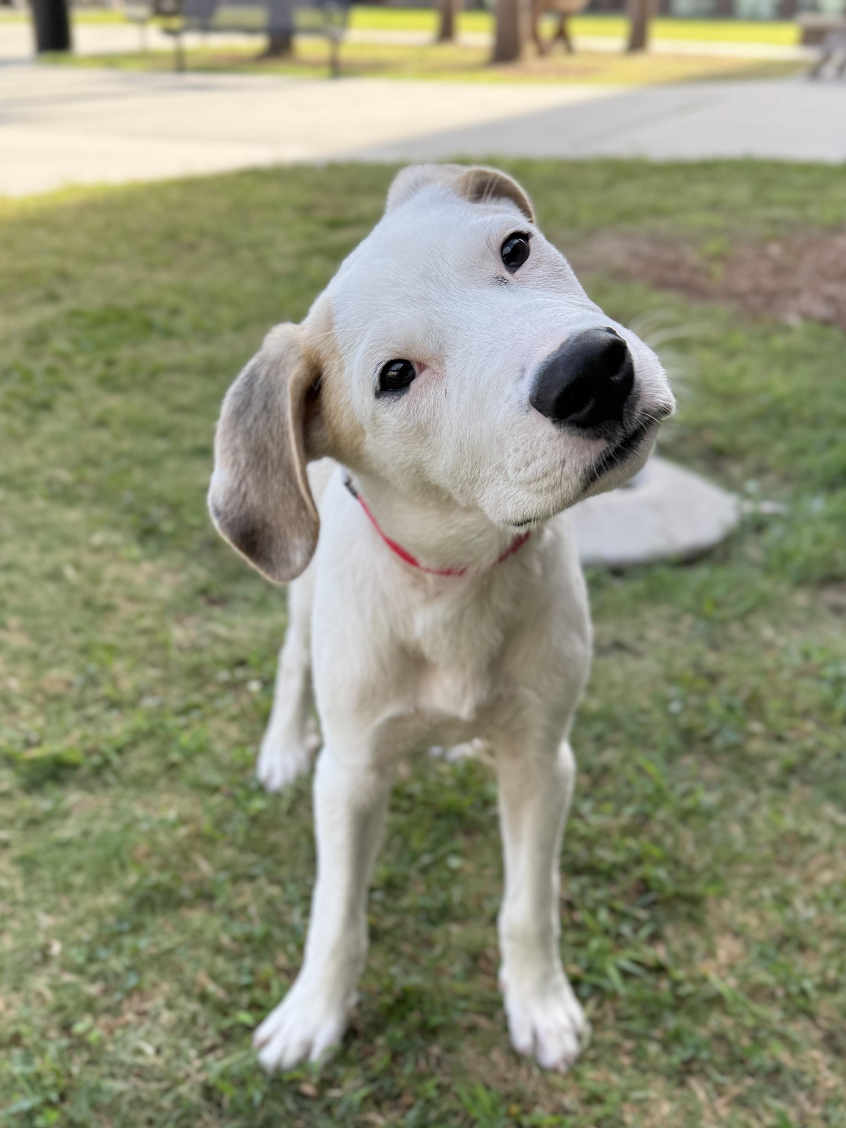 Marshmallow, Adoptable, Young Male Mixed Breed.