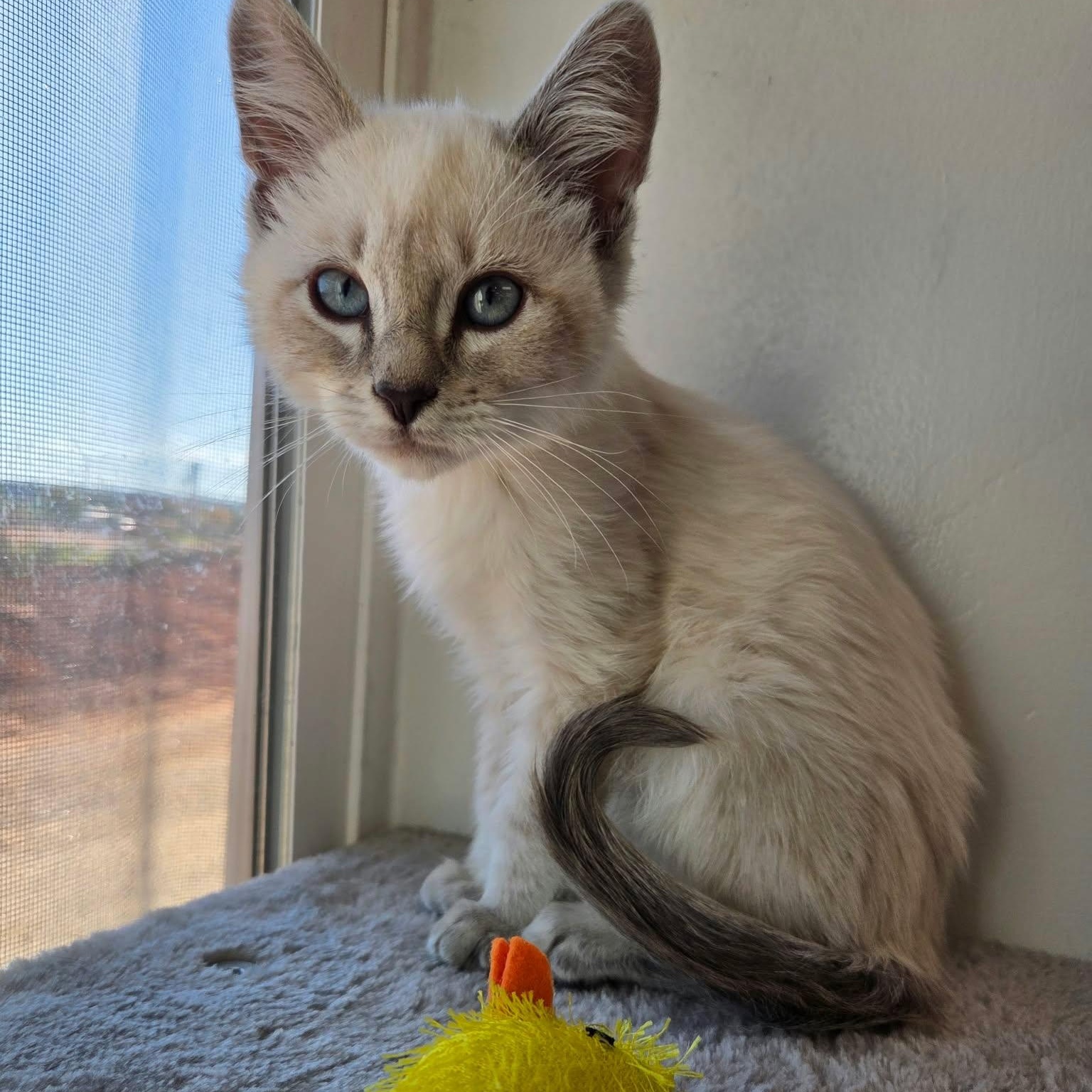 Enlarge Jewel, a Adoptable mixed breed in Roosevelt, UT image 3/3