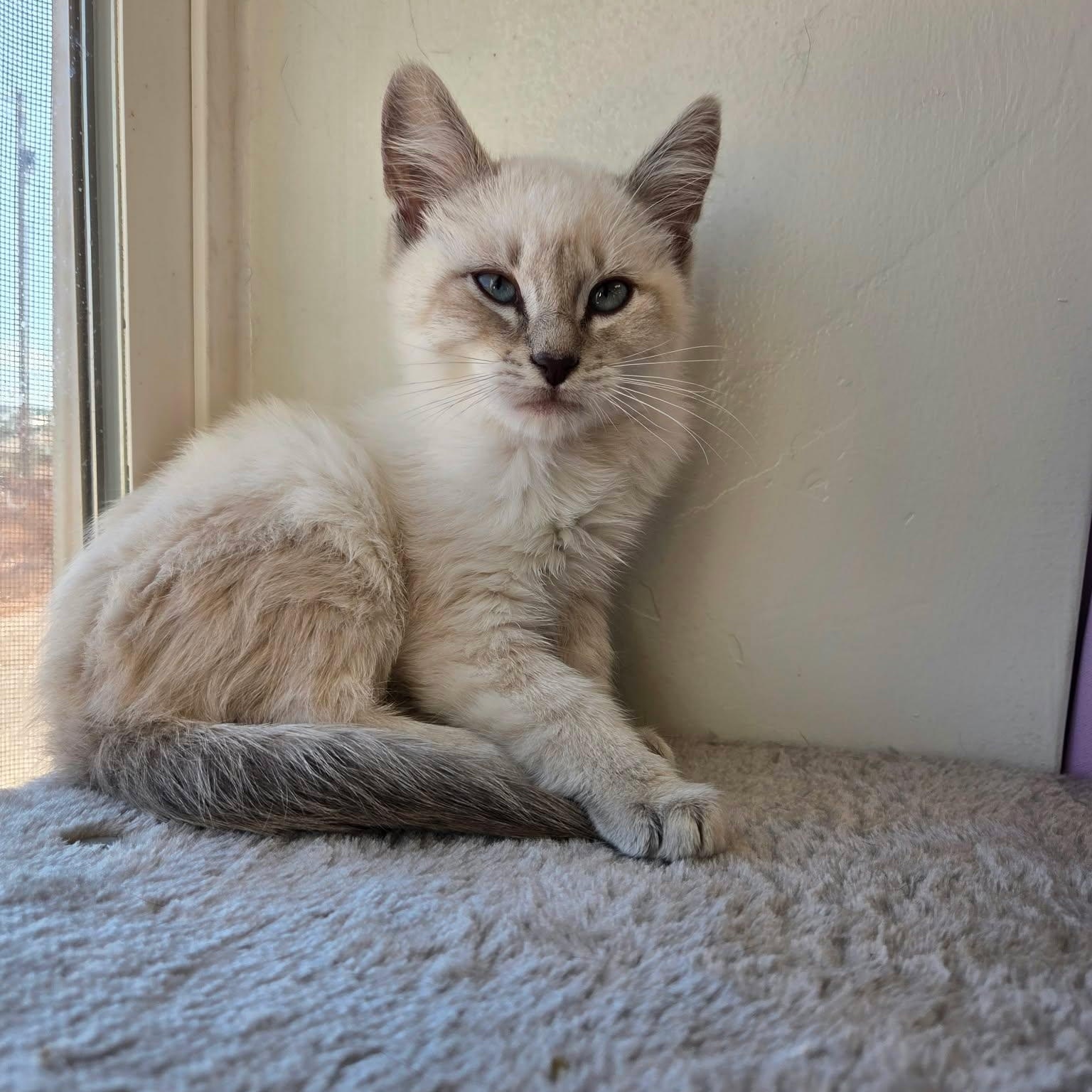 Enlarge Jewel, a Adoptable mixed breed in Roosevelt, UT image 2/3
