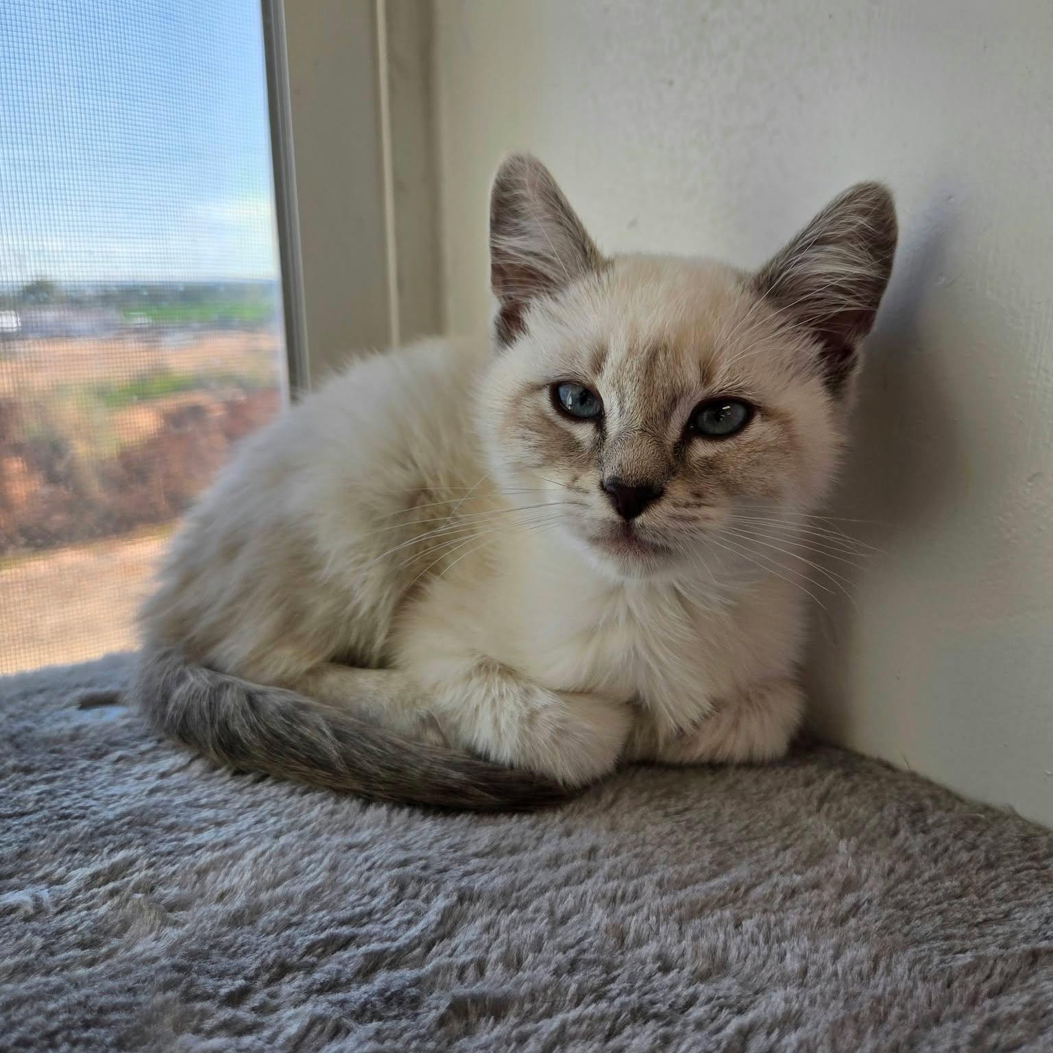 Jewel, Adoptable, Young Female Siamese & Domestic Short Hair.