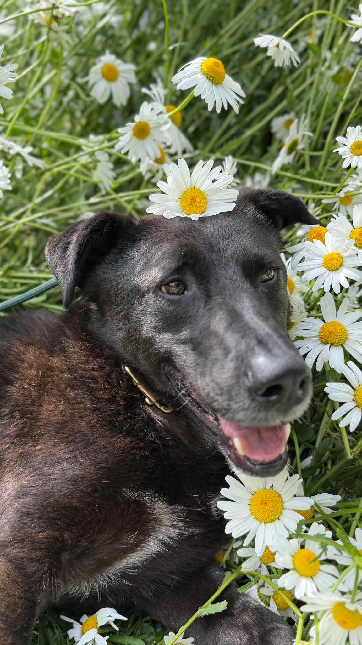 Eclipse, ADOPTABLE, Adult Male Black Labrador Retriever & German Shepherd Dog.