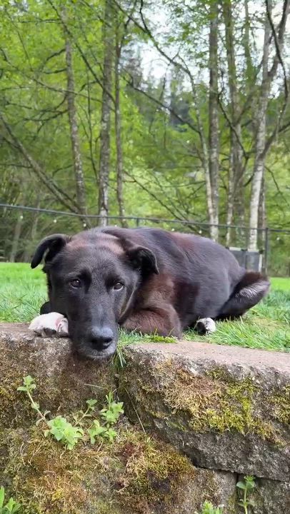 Enlarge Eclipse, a ADOPTABLE mixed breed in Kingston, WA video 3/4