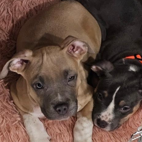 Mac, adopted, Puppy Male Mixed Breed.