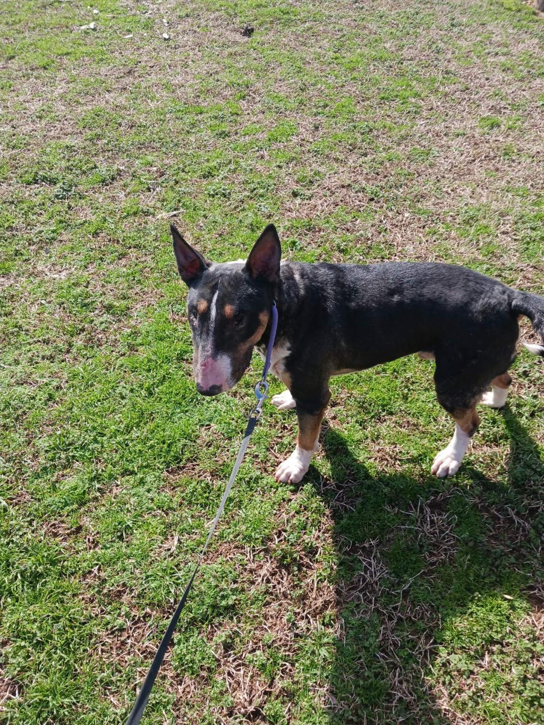 Kordell, a Adoptable Bull Terrier in Glenwood, AR image 1/3