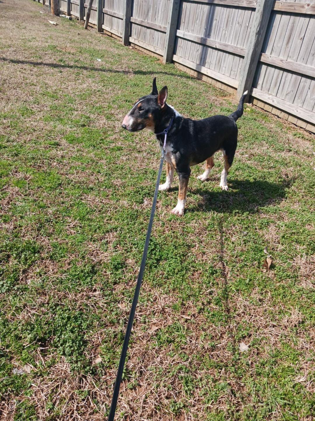 Kordell, a Adoptable Bull Terrier in Glenwood, AR image 2/3