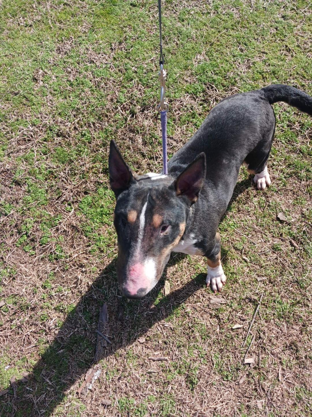 Kordell, a Adoptable Bull Terrier in Glenwood, AR image 3/3