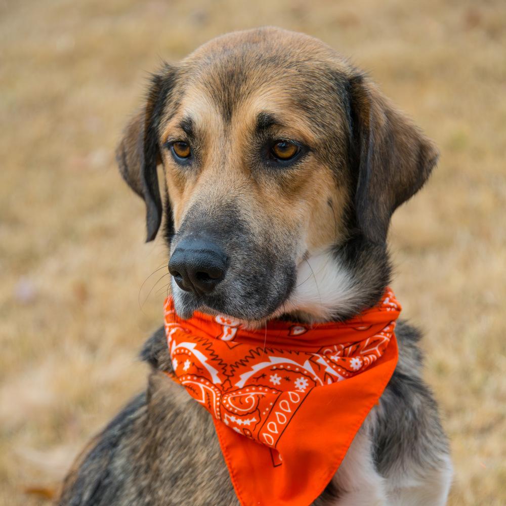 Joy, Adoptable, Adult Female Labrador Retriever.