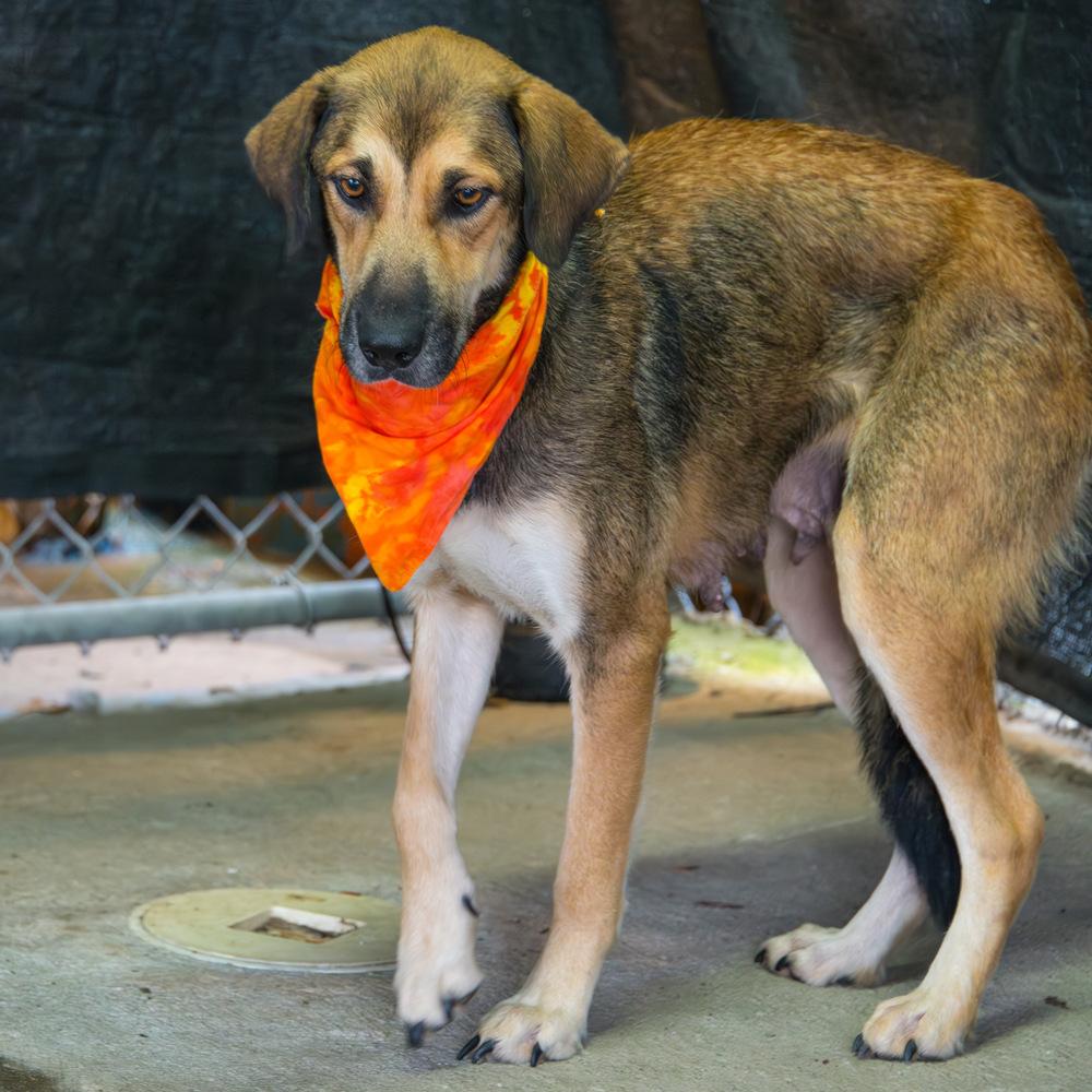 Enlarge Joy, a Adoptable Labrador Retriever in Marietta, GA image 2/6