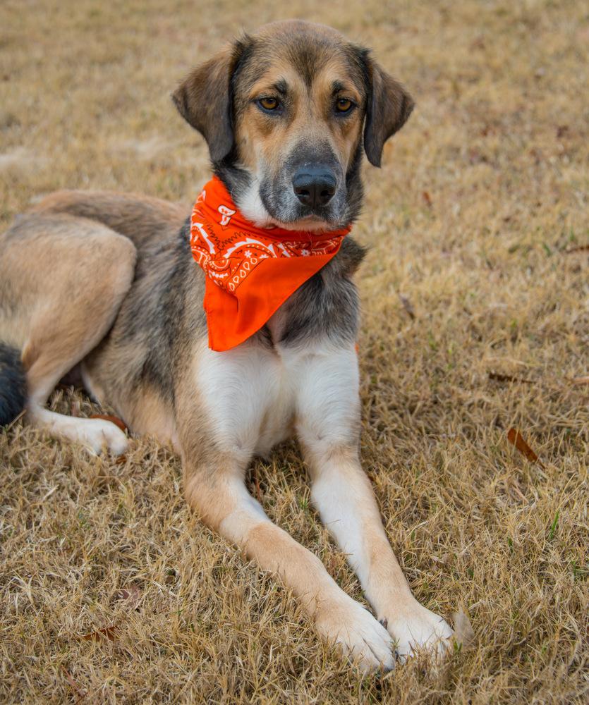 Enlarge Joy, a Adoptable Labrador Retriever in Marietta, GA image 3/6