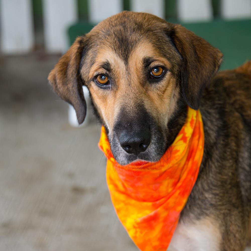 Enlarge Joy, a Adoptable Labrador Retriever in Marietta, GA image 4/6
