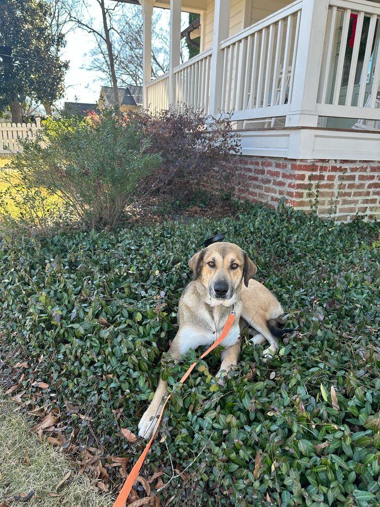 Enlarge Joy, a Adoptable mixed breed in Marietta, GA image 3/6