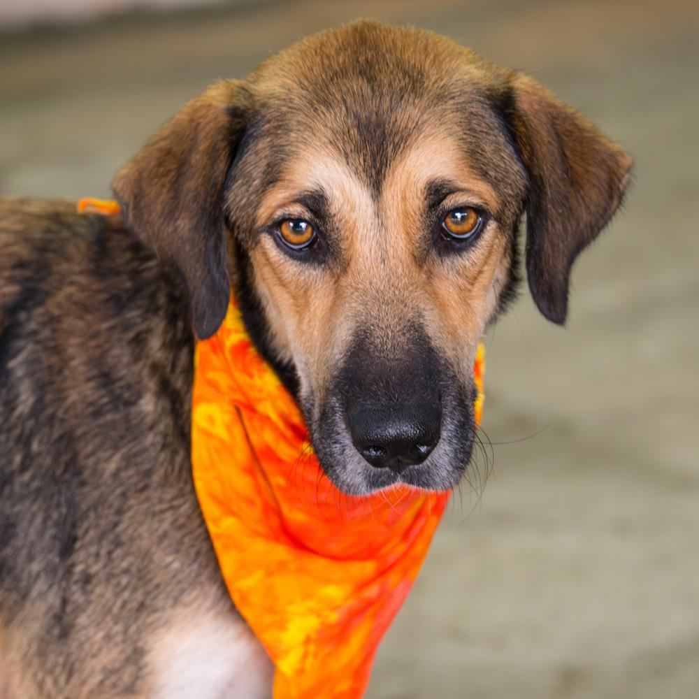 Enlarge Joy, a Adoptable Labrador Retriever in Marietta, GA image 5/6