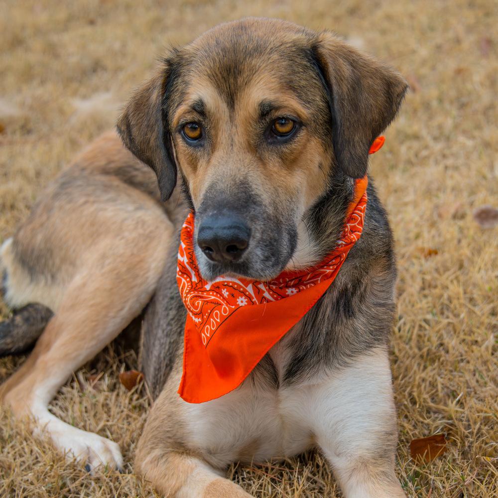 Enlarge Joy, a Adoptable Labrador Retriever in Marietta, GA image 6/6