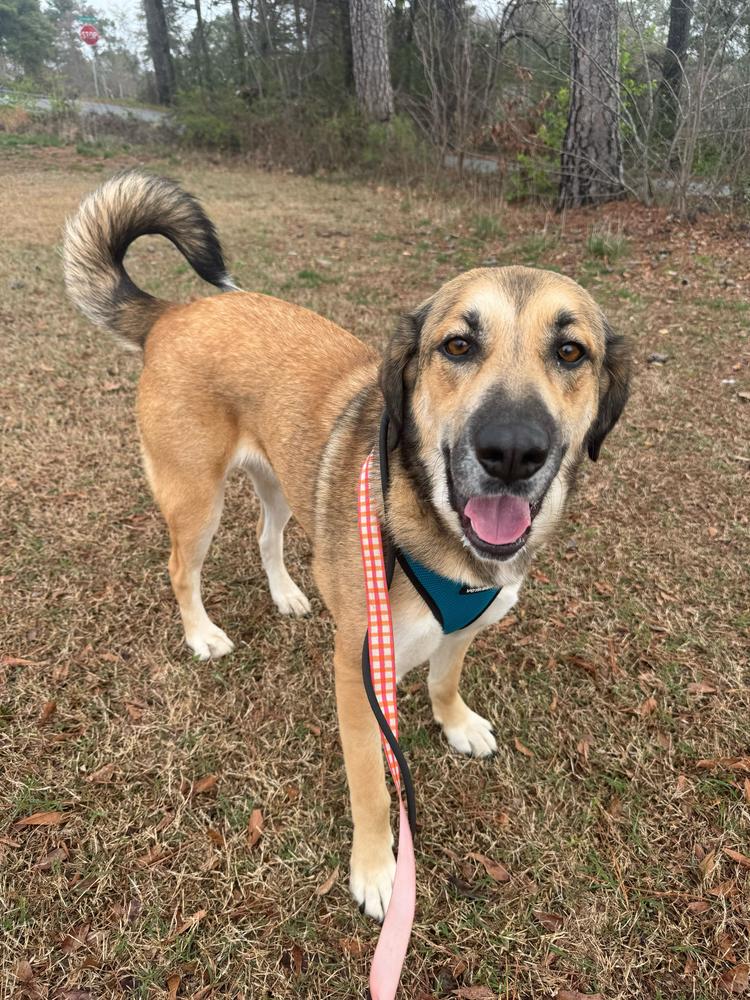 Joy, Adoptable, Adult Female Labrador Retriever & Shepherd.