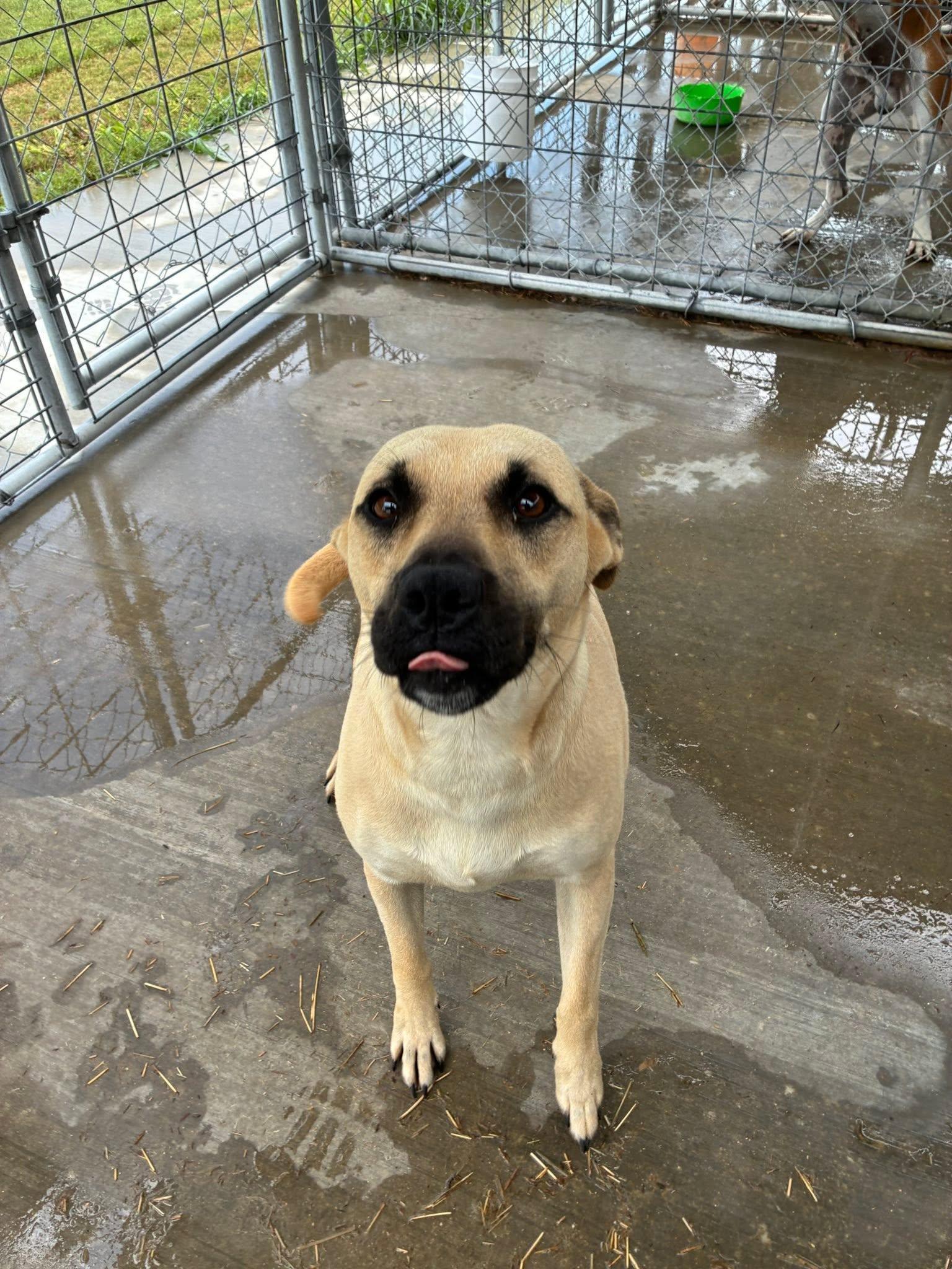 Luna, Adoptable, Adult Female Black Mouth Cur & Pit Bull Terrier.