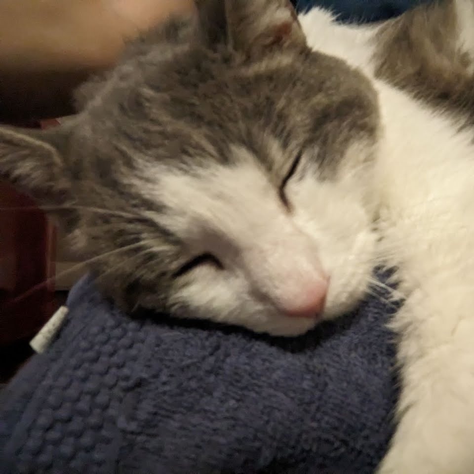 Jacques, Adoptable, Senior Male Domestic Short Hair.