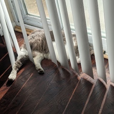 Enlarge Jacques, a Adoptable Domestic Short Hair in Oswego, NY image 2/6