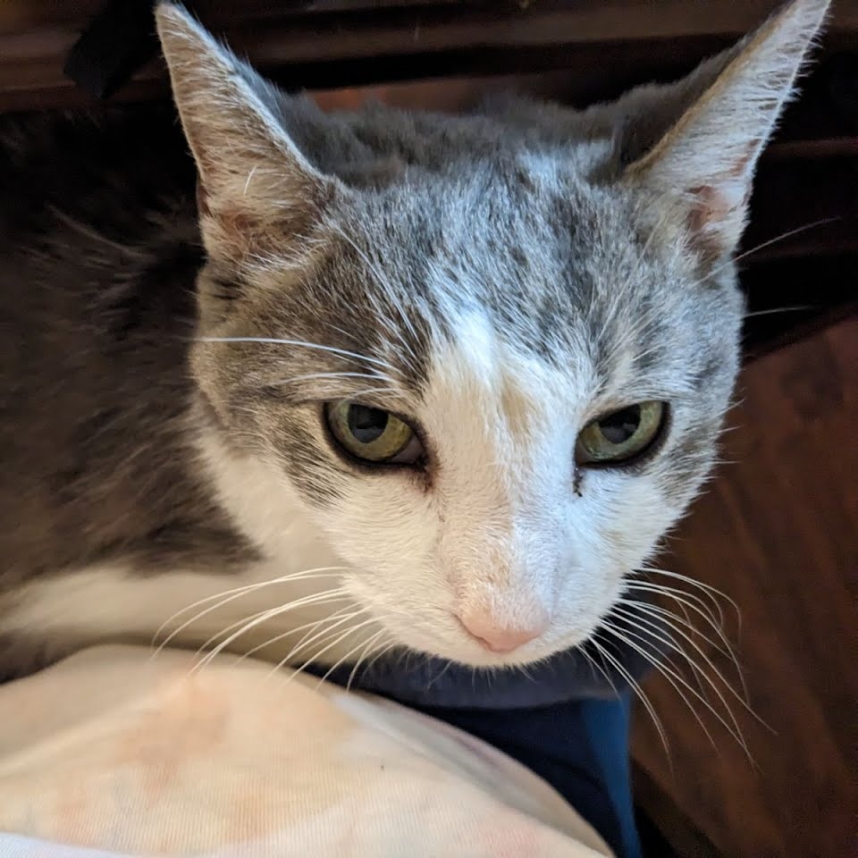 Enlarge Jacques, a Adoptable Domestic Short Hair in Oswego, NY image 6/6