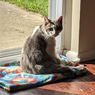 Enlarge Jacques, a Adoptable Domestic Short Hair in Oswego, NY image 3/6