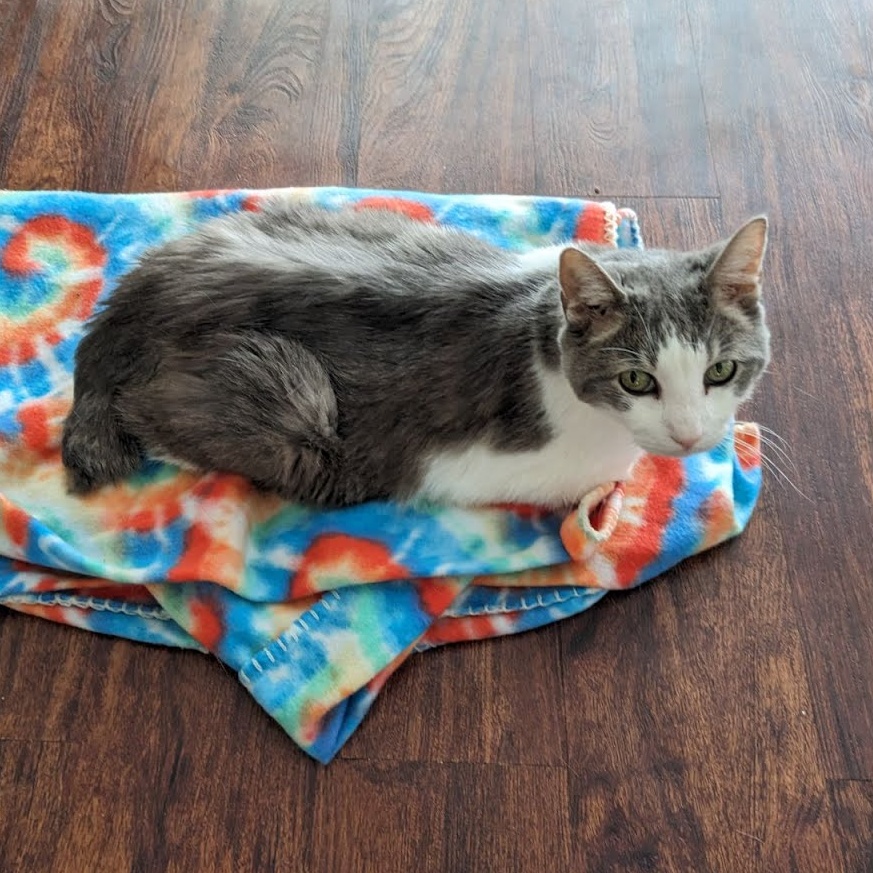 Enlarge Jacques, a Adoptable Domestic Short Hair in Oswego, NY image 5/6