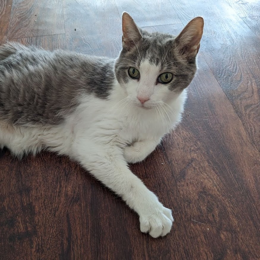 Enlarge Jacques, a Adoptable Domestic Short Hair in Oswego, NY image 4/6