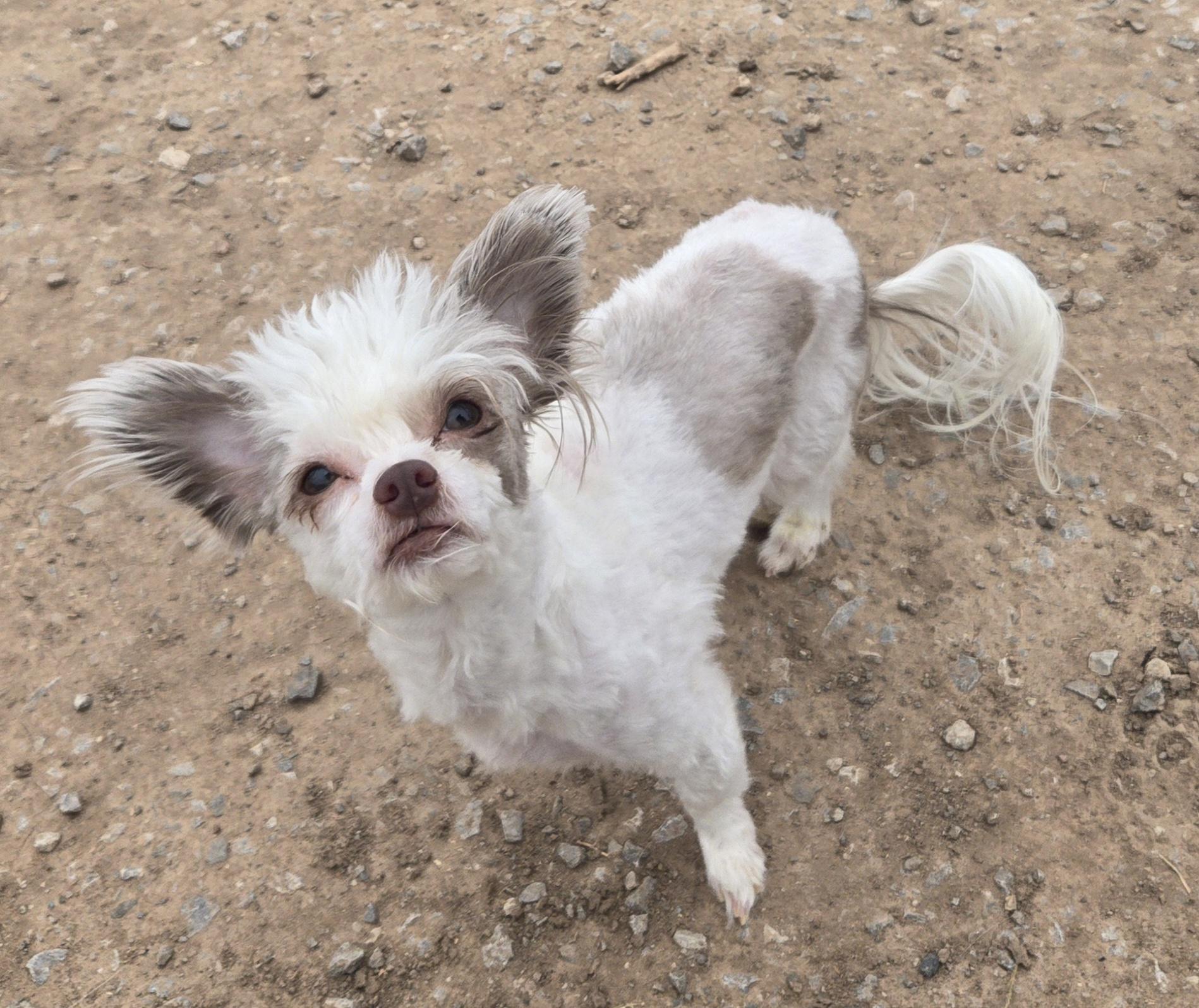 **ZEUS, ADOPTABLE, Adult Male Chinese Crested Dog.