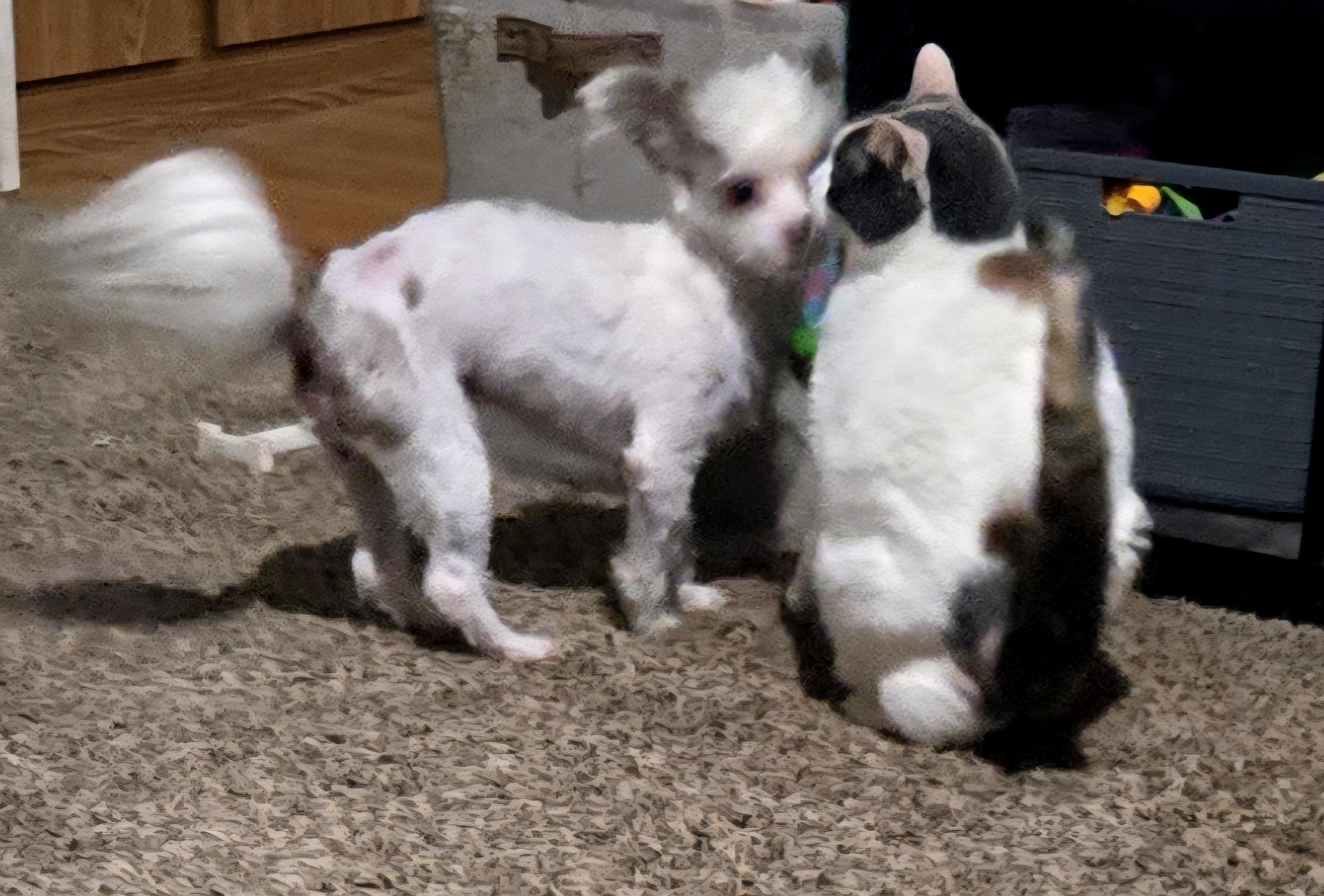 Enlarge **ZEUS, an adopted mixed breed in Peralta, NM image 3/5