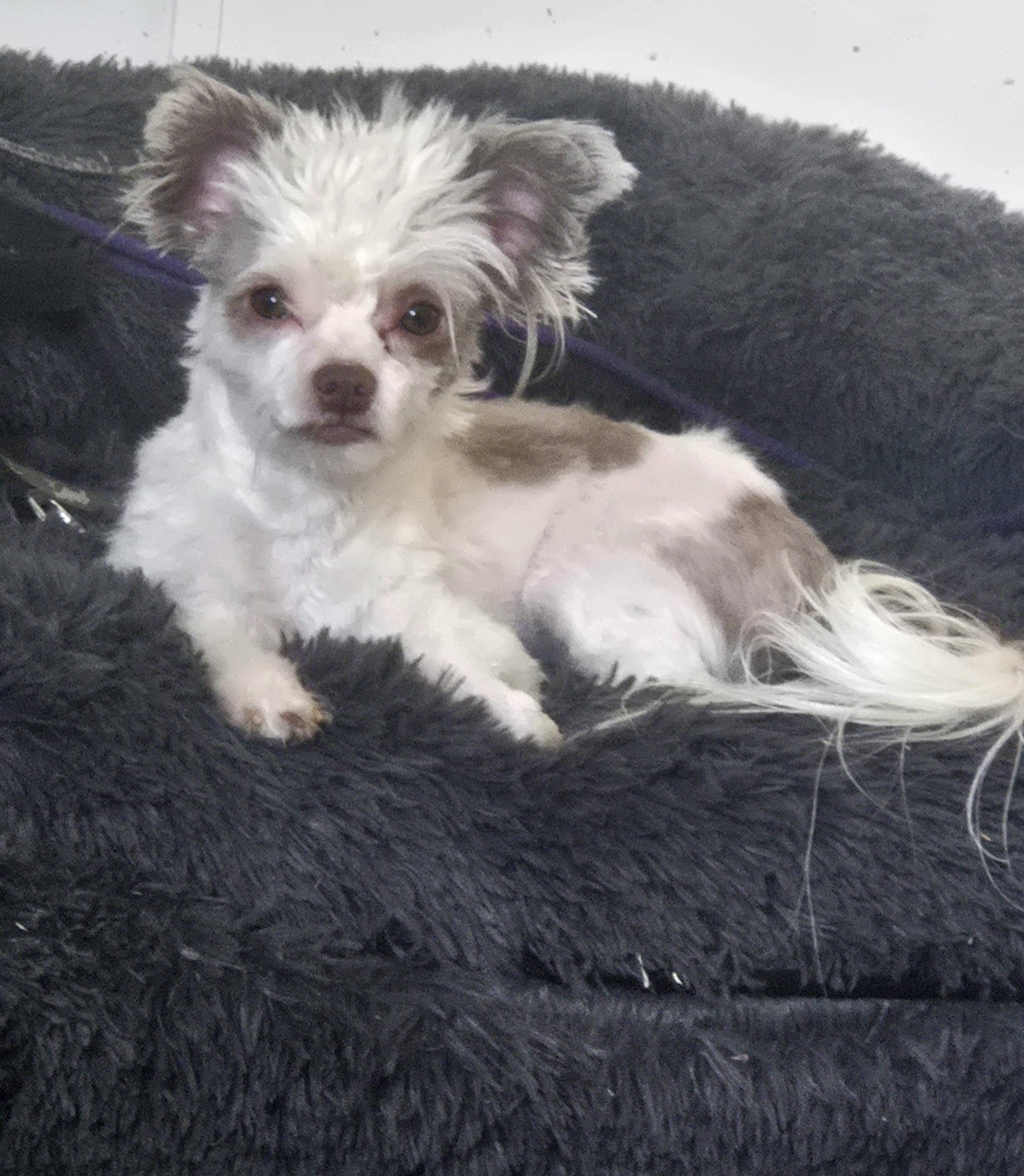 Enlarge **ZEUS, an adopted mixed breed in Peralta, NM image 2/5