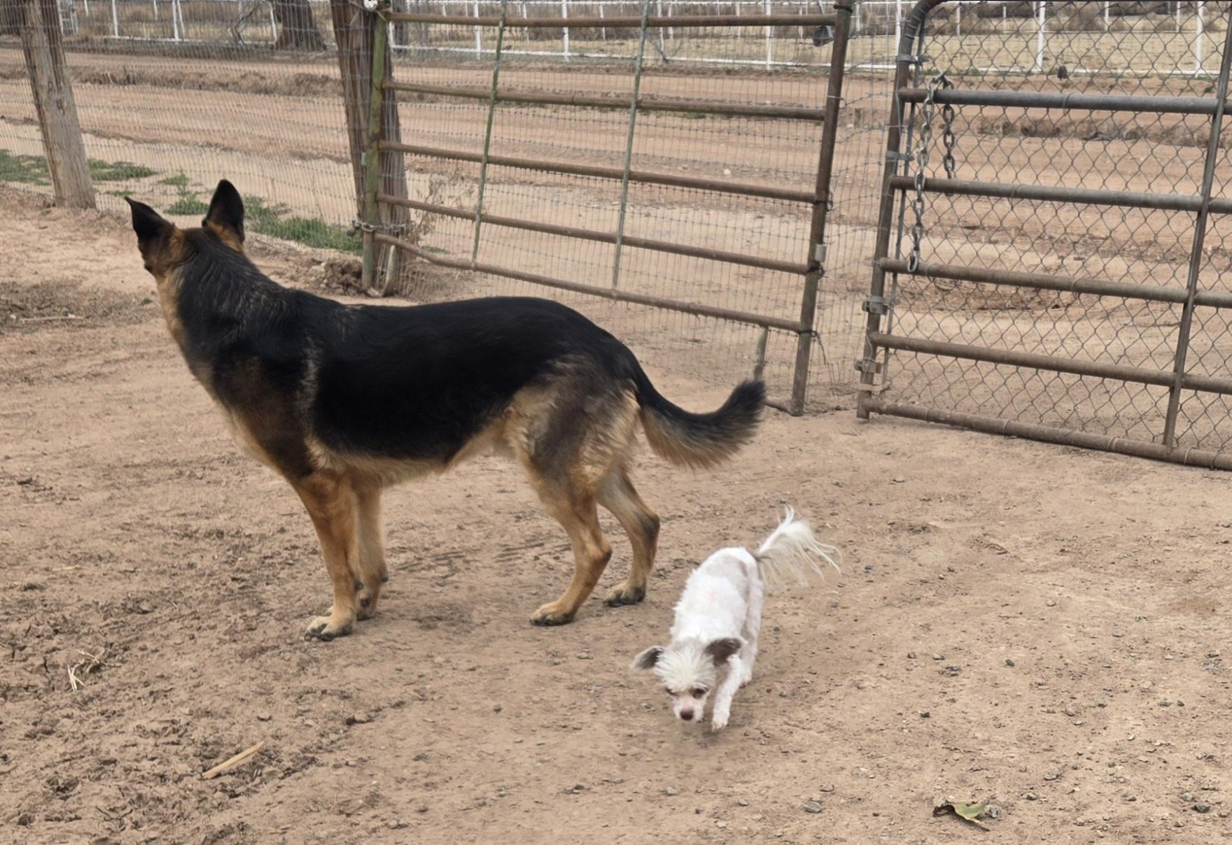 Enlarge **ZEUS, an adopted mixed breed in Peralta, NM image 5/5