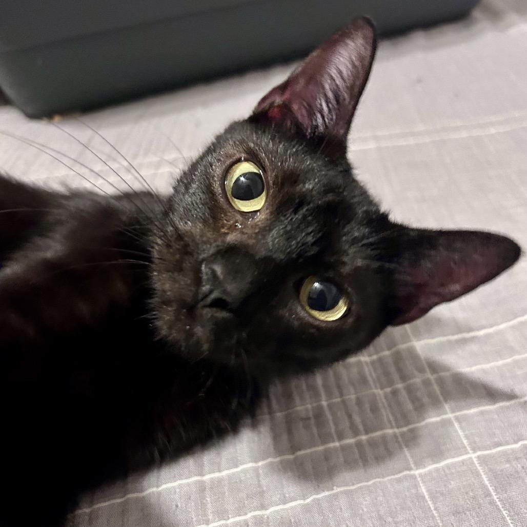 Maple, Adoptable, Adult Female Domestic Short Hair.
