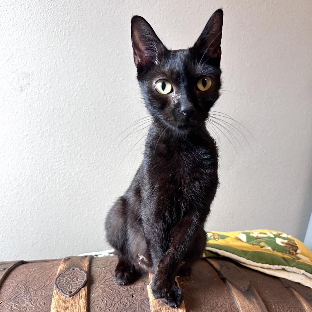 Maple, a Adoptable Domestic Short Hair in Springfield, MO image 2/4