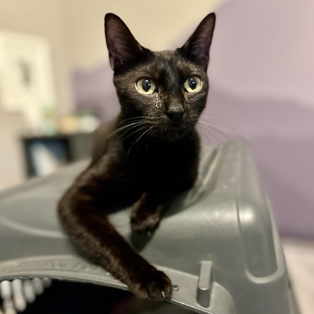 Maple, a Adoptable Domestic Short Hair in Springfield, MO image 3/4