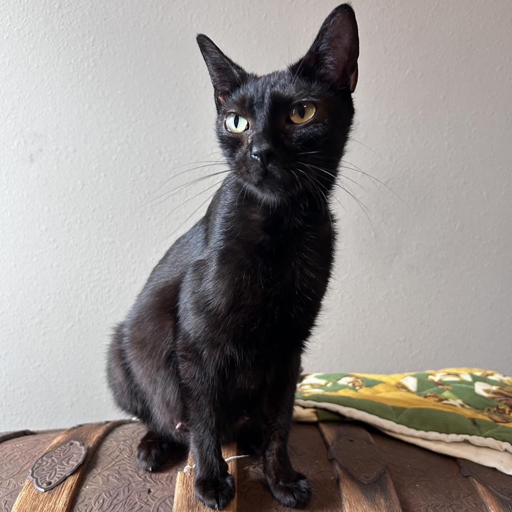 Maple, a Adoptable Domestic Short Hair in Springfield, MO image 4/4