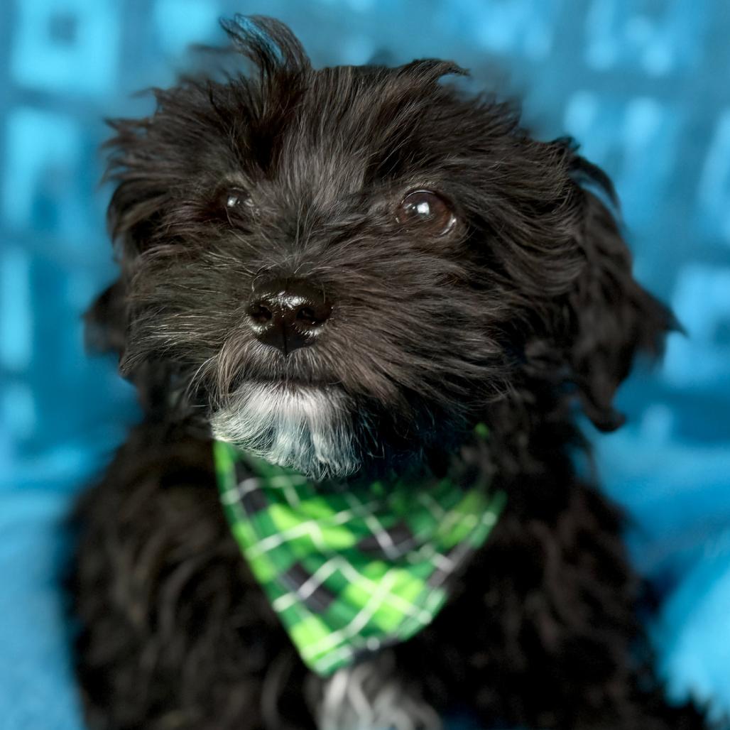 Ash-The Little Puffball with a Big Heart, Adoptable, Puppy Male Shih Tzu.