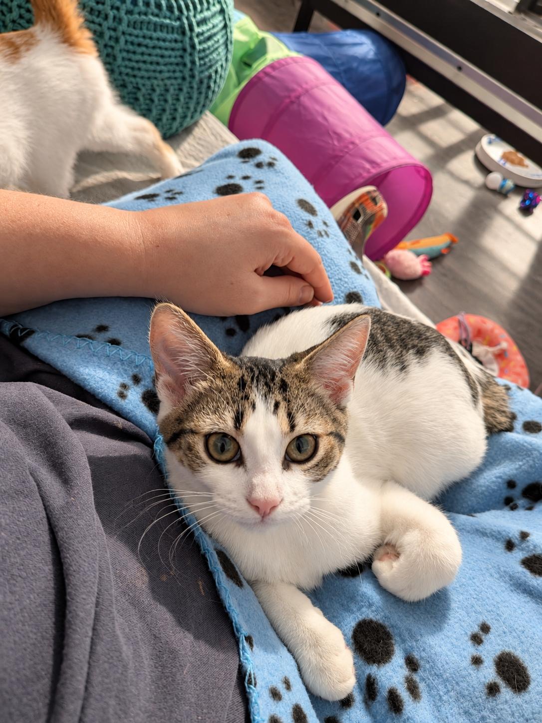 Enlarge Egg (The Breakfast Club), a Adoptable mixed breed in Tucker, GA image 4/6