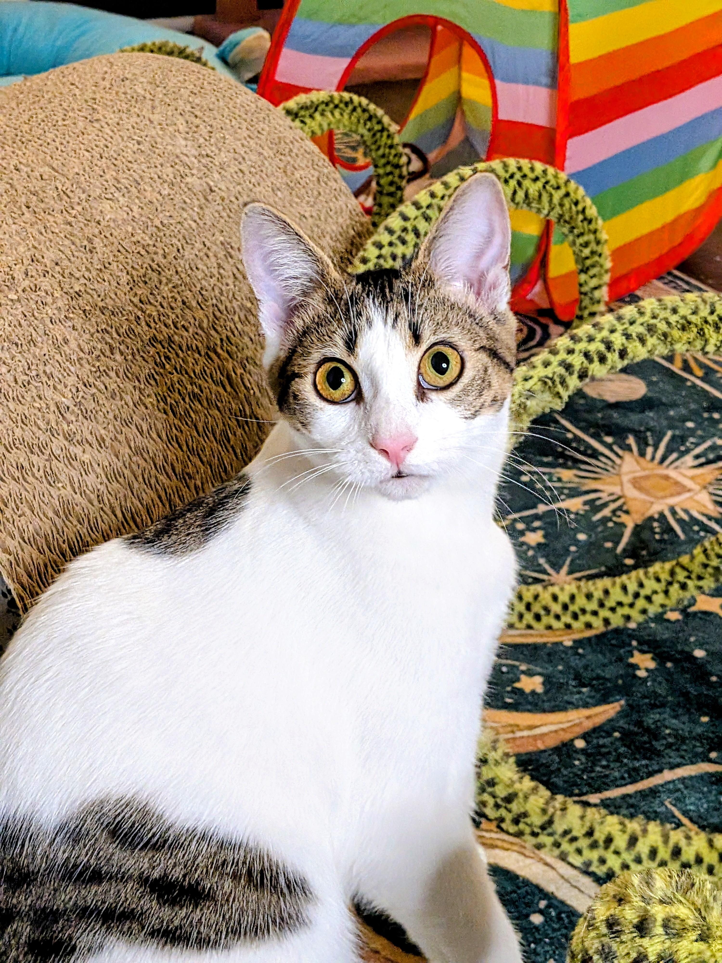 Enlarge Egg (The Breakfast Club), a Adoptable mixed breed in Tucker, GA image 1/6
